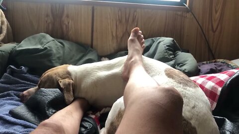 Henry the pit bull makes a nice foot rest
