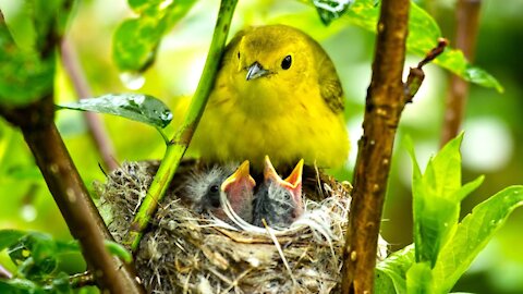 Yellow Warblers Feeding Young