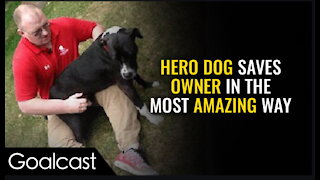 Hero Dog Is Truly Man's Best Friend