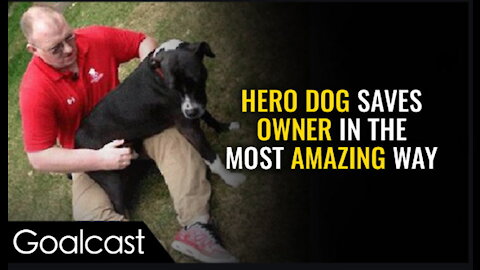Hero Dog Is Truly Man's Best Friend