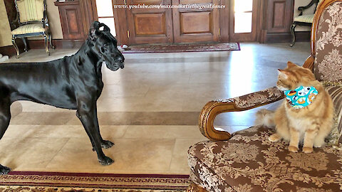 Great Dane Shows Off Her Fancy Footwork To The Cat