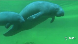 Non-profit says Florida may be in a "manatee extinction crisis"