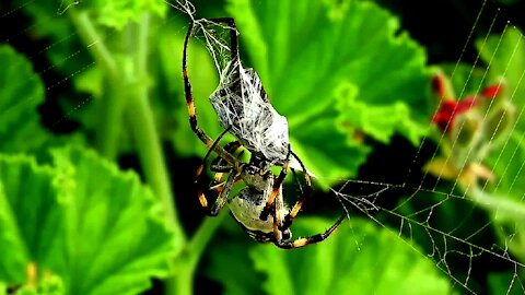 Latrodectus Geometricus Spider