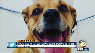 Dog suffers severe burns during vet visit