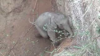 Cucciolo di elefante salvato da una fossa gigante