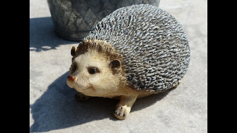 Meet Bob the world's FATTEST hedgehog. 15 FATTEST Animals MUST SEE