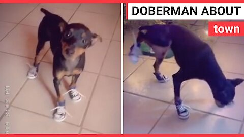 This dog is really struggling with her stylish new set of doggie shoes