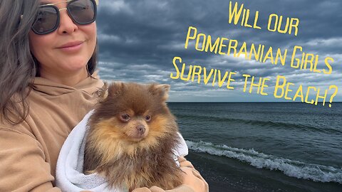 Will Our Pomeranian Girls Survive the Beach?