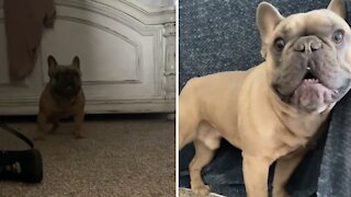 French Bulldog a nasty case of the zoomies