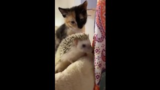 Kitten Meets New Pet Hedgehog For The Very First Time