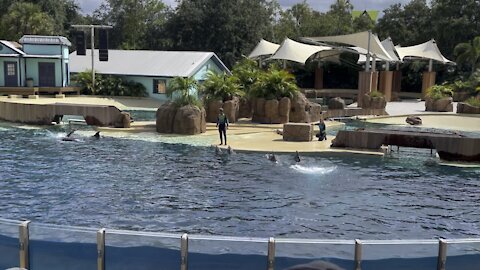 Sea World Dolphin show ￼1.