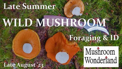 Edible Wild Mushrooms- Forage and ID, Late Summer 2023