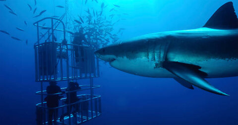 Deep sea fishing outing interrupted by shark feeding frenzy