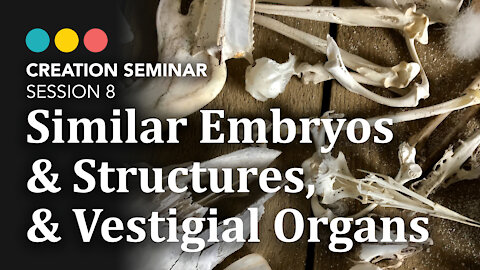 Creation: Embryological Similarity, Homologous Structures & Vestigial Organs | Session 8