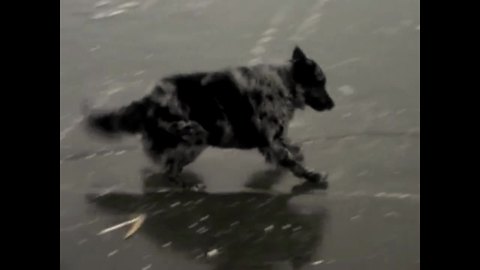 Dog struggles to play fetch on frozen lake