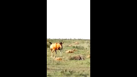 Cheetah Hunts Baby Sable Antelope Front Of Mother