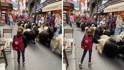 Goat Herd Casually Passes Through Crowded Street