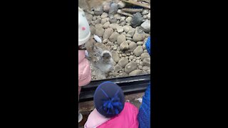 Kids play with Lynx