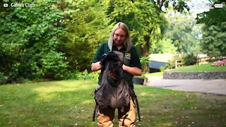 Cria de wallaby é adotada por humanos 1