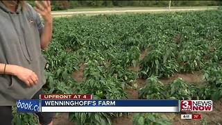 Wenninghoff's is a throwback to fall on the family farm