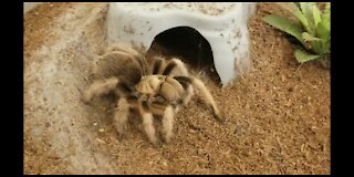 Feeding Tarantulas on Rumble