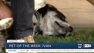 Pet of the Week: Ivan