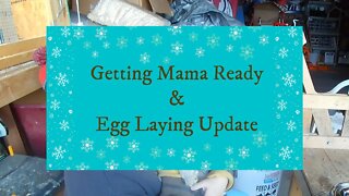 Getting Mama Ready and Egg Laying Update