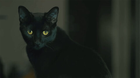 Black Cat Folklore and Superstitions: Explained