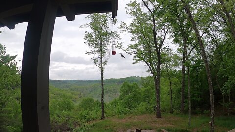 Humming birds from the deck of Nature's Glory cabin
