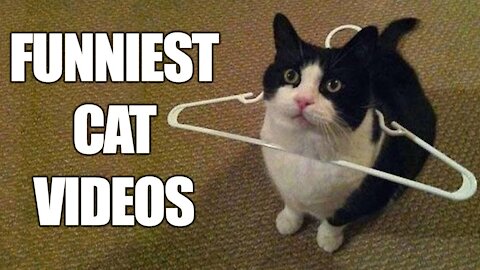 funny cat videos try not to laugh | Funniest Cats funny animals 2021