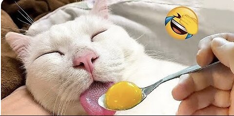 Funny Cat Reacts to Eating Egg Yolk!