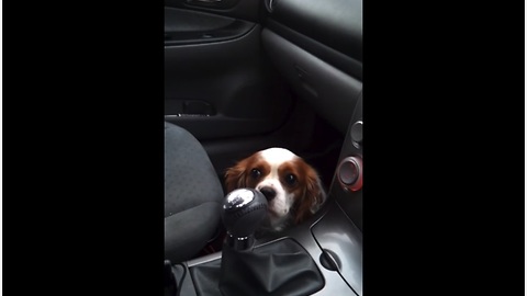 Dog Realizes She's At The Vet, Makes Saddest Face Imaginable