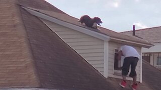 Man Heroically Scales Rooftop To Save Stranded Dog