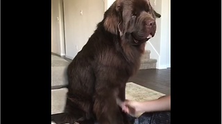 Huge Newfoundland demands to be brushed