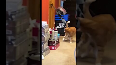 Try Not To Laugh | #shorts #cat #catlover #fannycat #cutecat