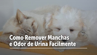 Como Remover Manchas E Urina De Animais De Estimação