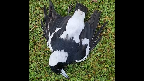How To Deal To A Magpie!