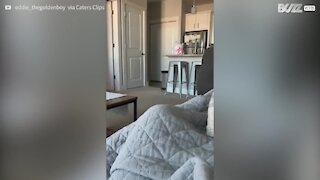 Cão acorda dona com saltos na cama