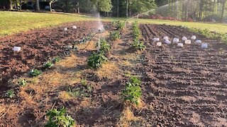 Deep South Frost And Freeze - Georgia Garden