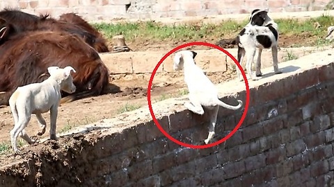 puppies doing different act on wall one puppy almost fell down but save