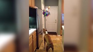 Funny Dog Love To Play With A Balloon