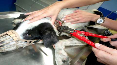 Rescuers See What Is Wrapped Around Dog's Neck And Are Shocked