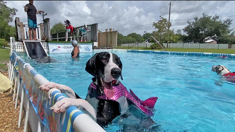 Five Great Danes celebrate their 1st birthday with a pool party