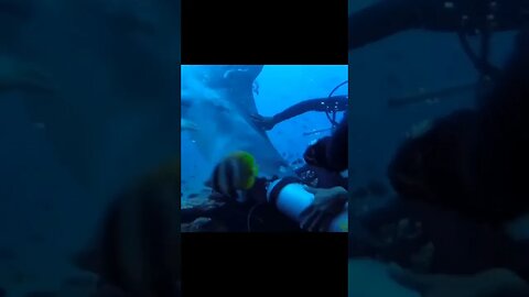 Shark attack. Scuba dive goes wrong #shorts #short #shortsvideo #trending