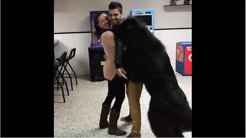 Jealous Newfoundland refuses to let couple hug