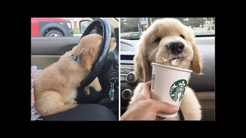 Only Golden Retriever can make us HAPPY and LAUGH - Funny and Cute Golden Retriever Puppies