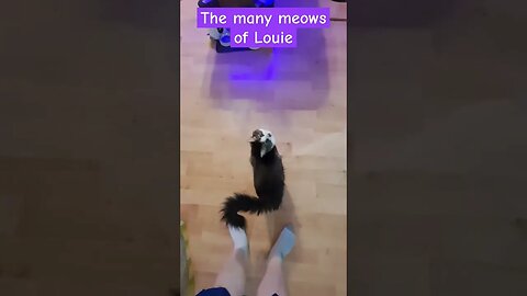 Very Expressive Cat Meows And Has Conversation