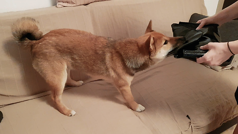 Yuki the Thief Shiba Inu Puppy