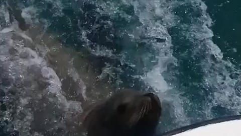 Curious Sea Lions Catch A Ride On Speeding Boat