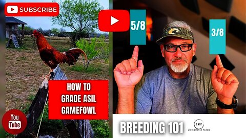 HOW to Grade the ASIL GAMEFOWL BLOODLINE : BREEDING 101